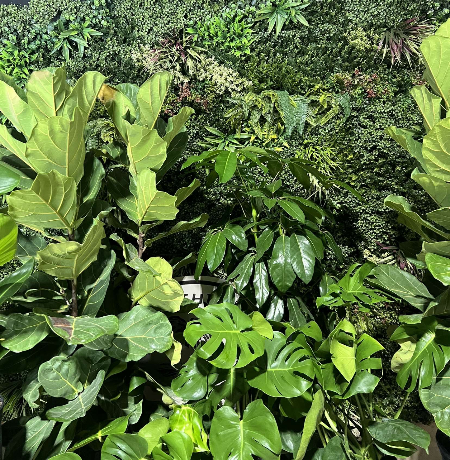Kids houseplanting 101