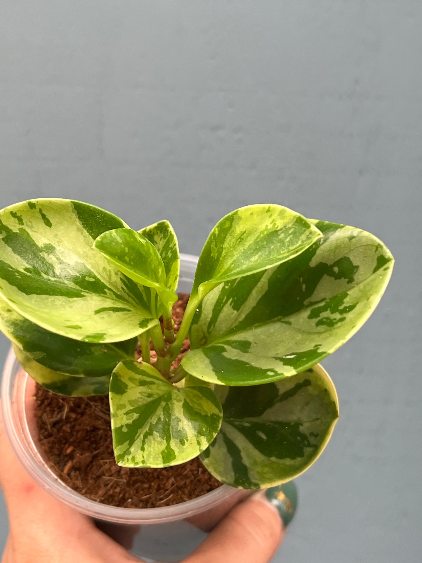 Peperomia Marble