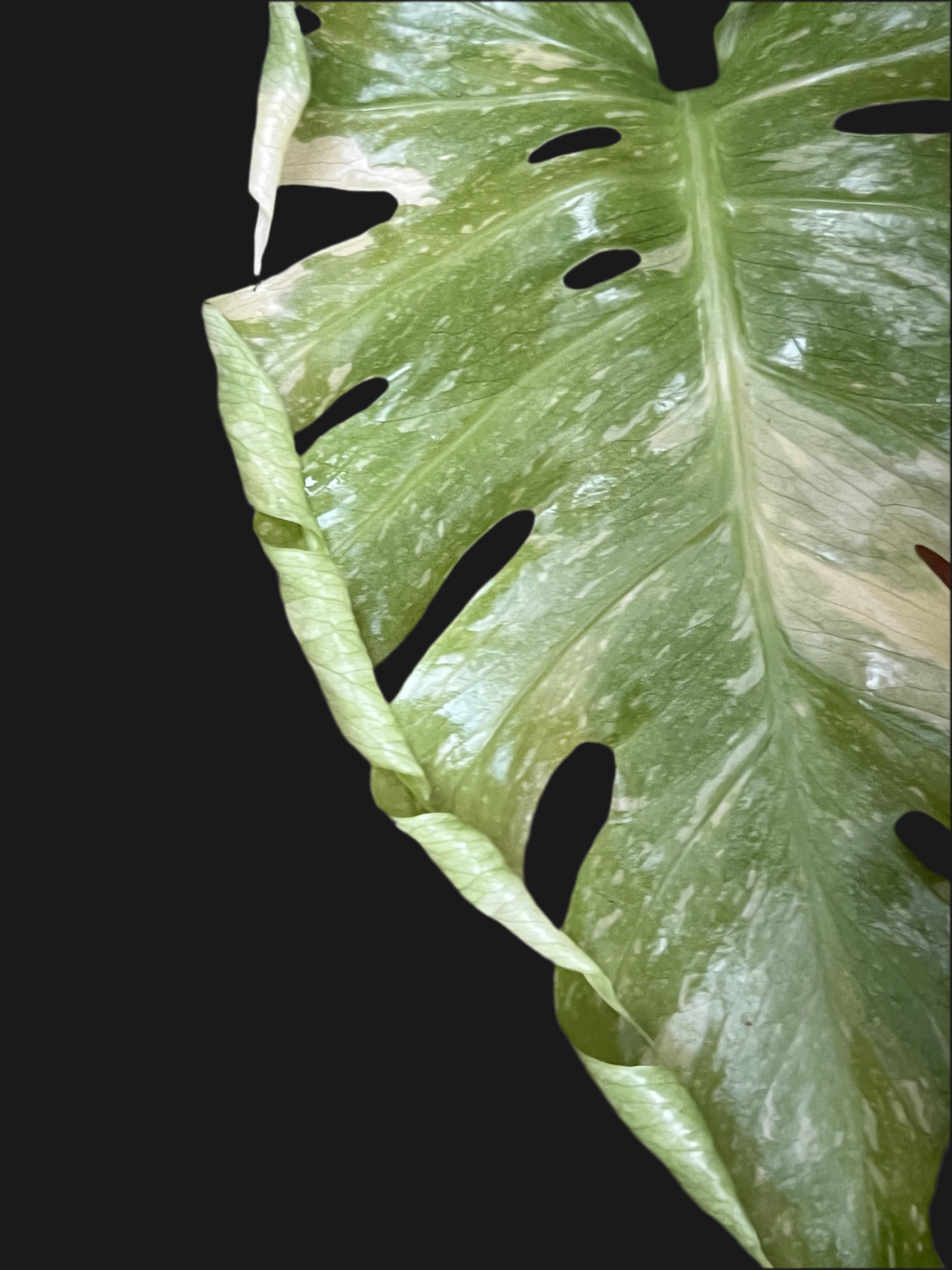 Monstera Thai