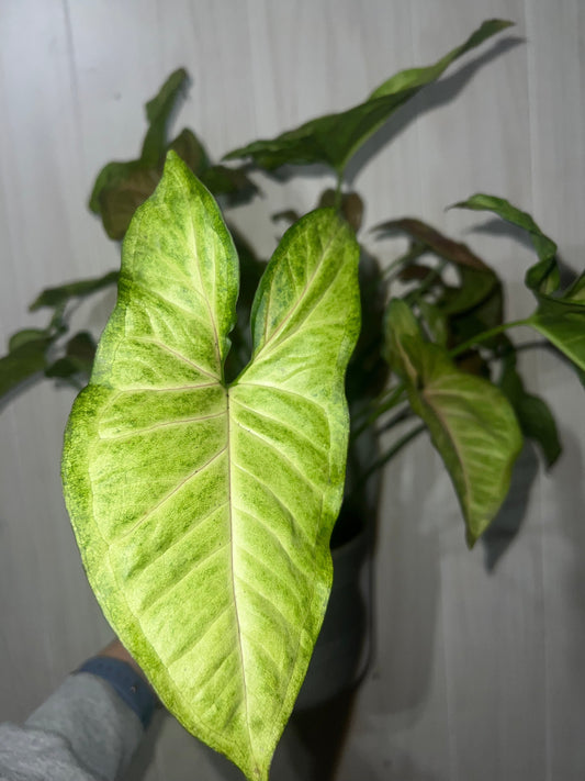 Do plants really clean the air in our homes?