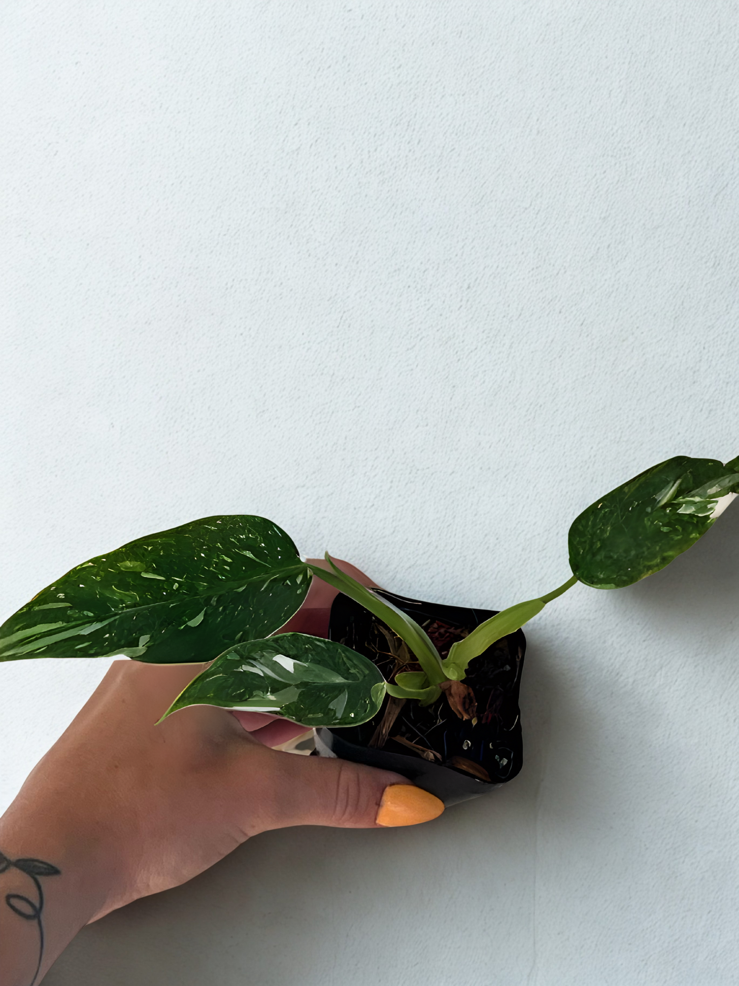 Philodendrons