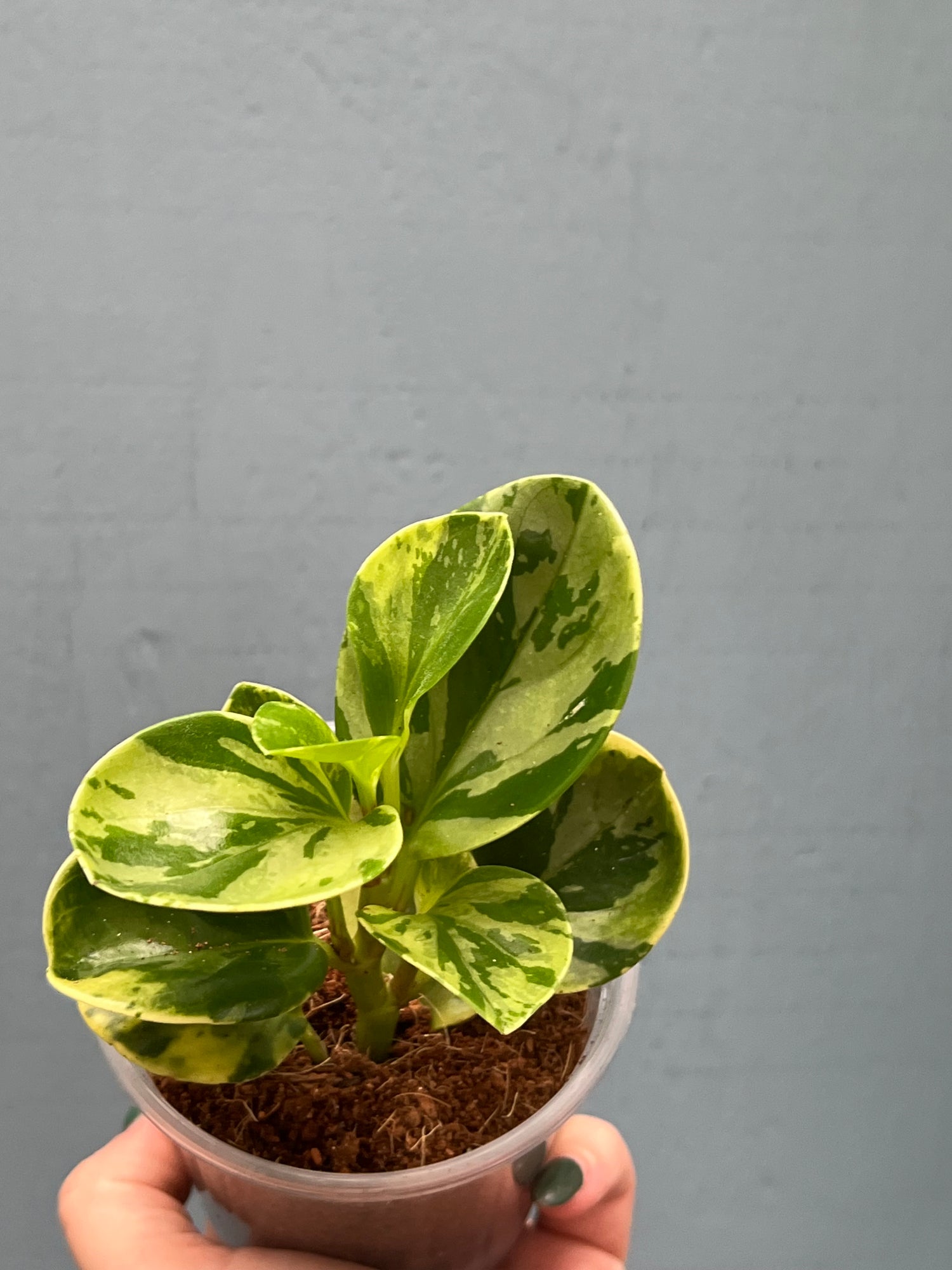 Plants, the ones that even your pet likes! 