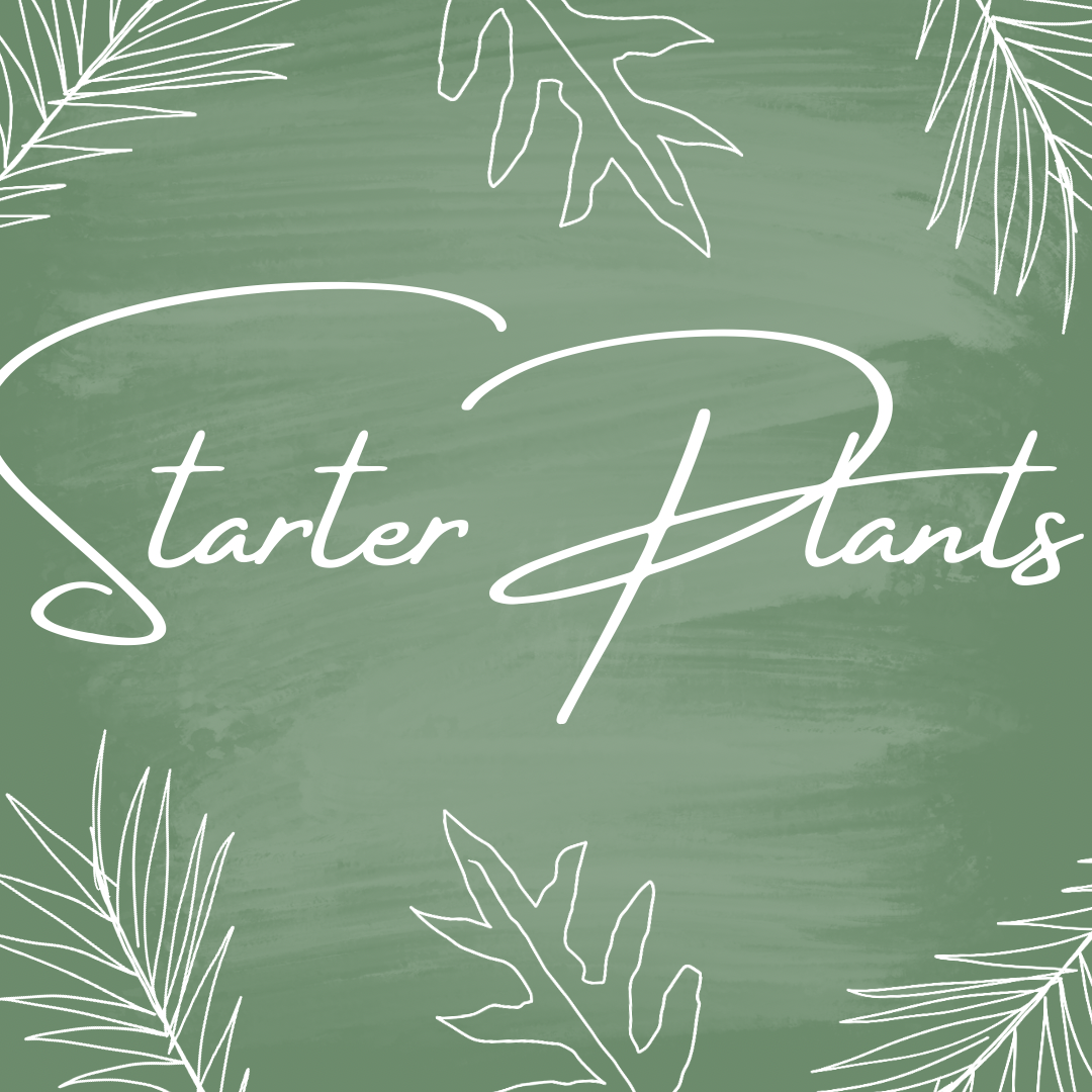 Starter Plants