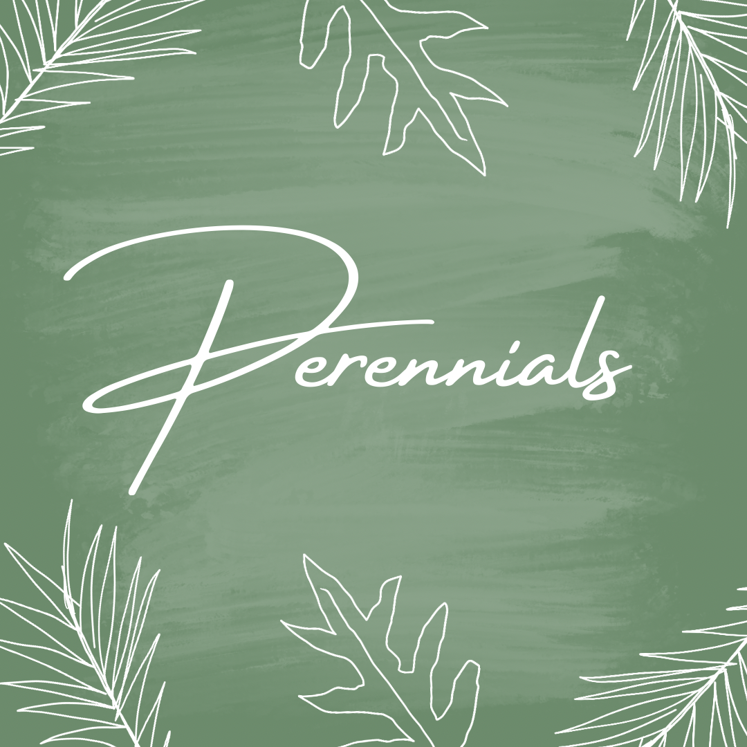 Perennials