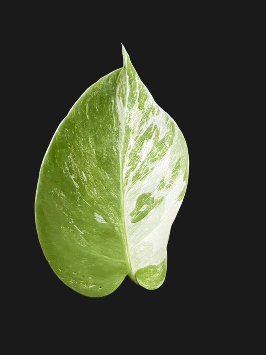 Monstera Albo
