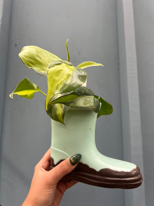 Philodendron Brazil in cowboy boot planter