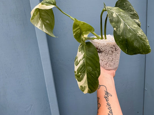 Monstera Lechleriana 4 inch