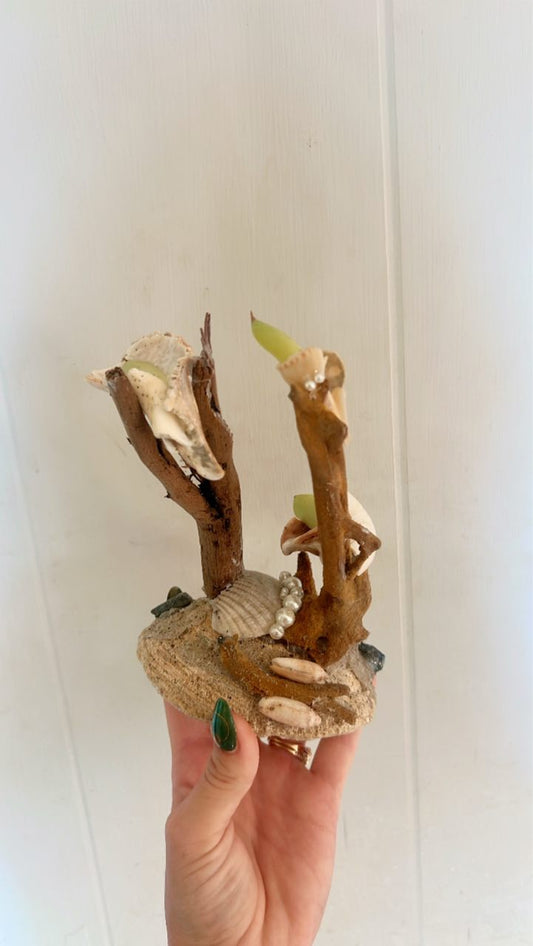 Seashell Succulent Planter