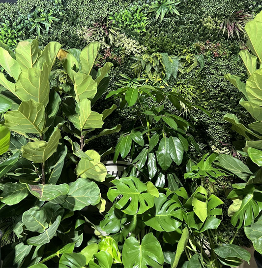 Kids houseplanting 101