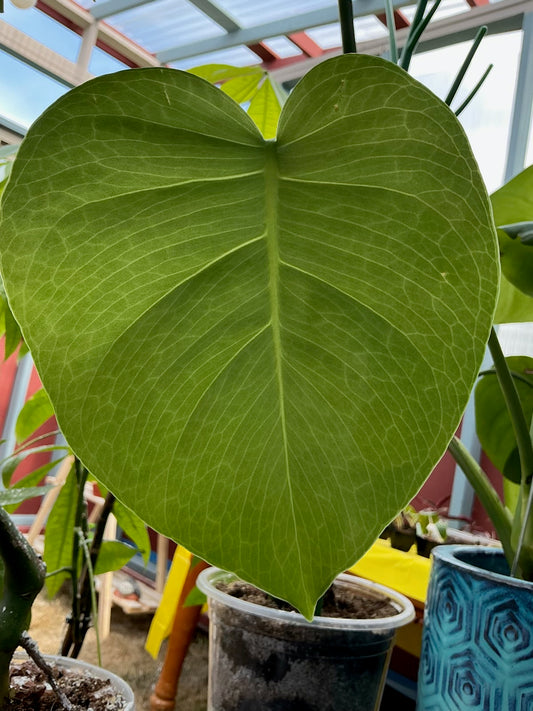 Monstera Split leaf 4inch