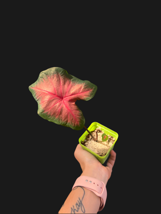 Caladium pink 2inch