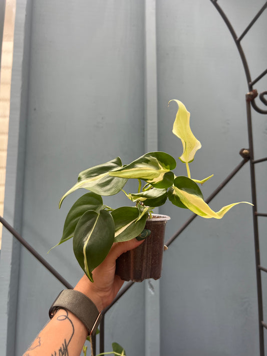 Philodenron Rio (Rihanna) 3in