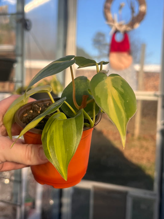 Brazil Pothos