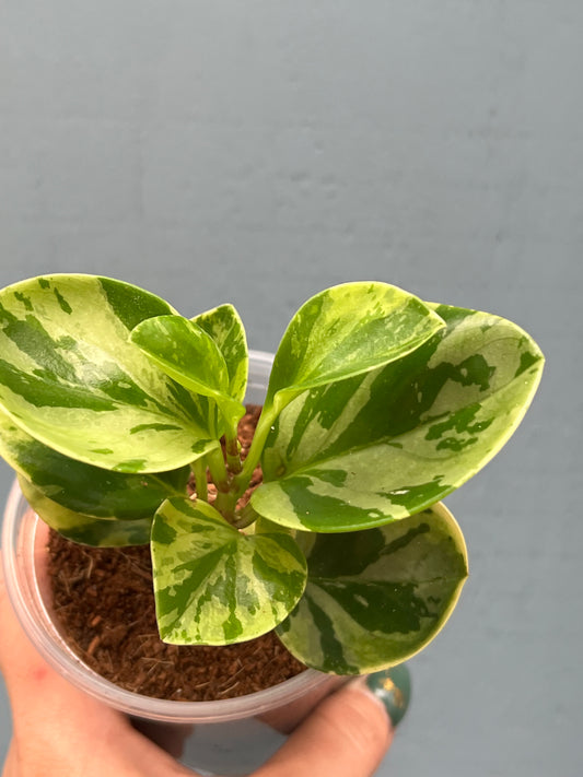 Peperomia Marble