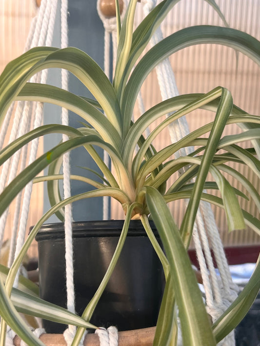 Spider Plant