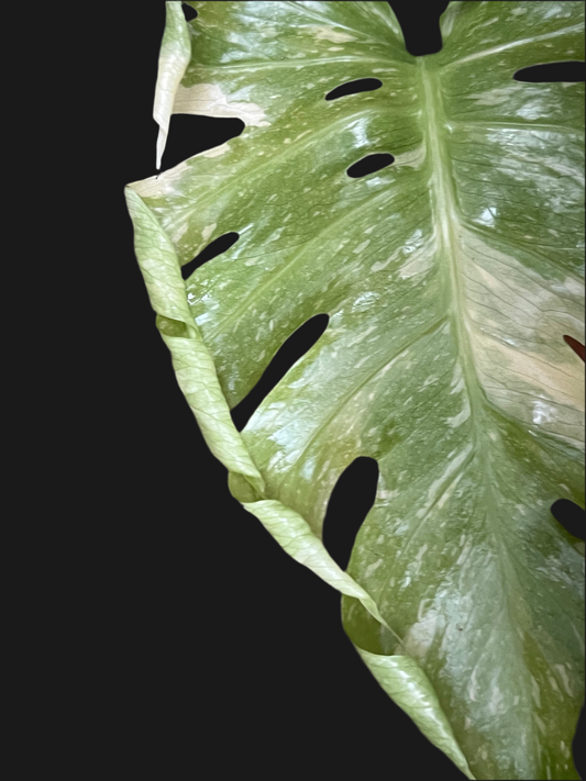 Monstera Thai