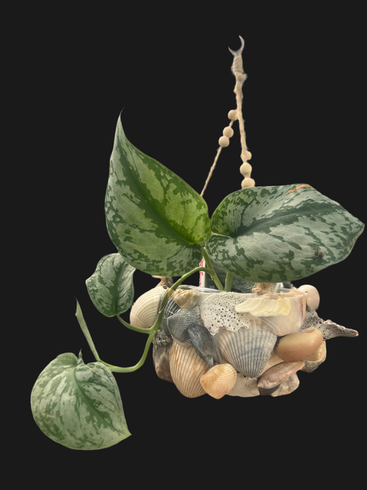 Silver Satin pothos