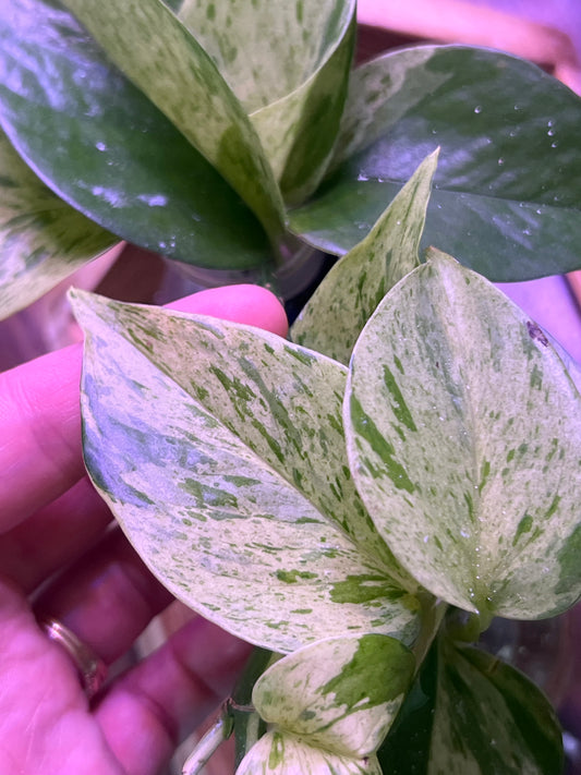 Snow Queen Pothos 2 inch