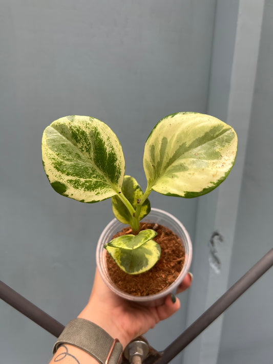 Peperomia Golden Gate