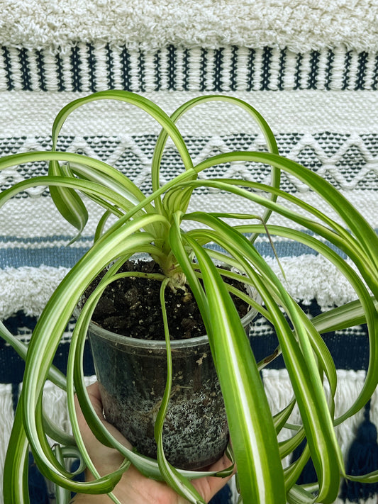 Curly Q Spider Plant